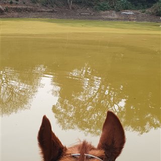Leomoreno