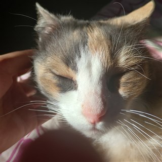 Camille-5