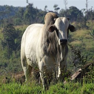 ZEDAROÇA